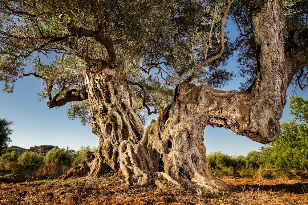 Una olivera de Cervera del Maestre triada com a Millor Olivera Monumental d'Espanya 2024
