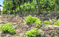 Agricultura convoca les ajudes a la collita en verd de les vinyes de vinificació 