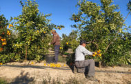 Els preus de la taronja baixen un 18% a l'agricultor, però pugen un 15% al consumidor