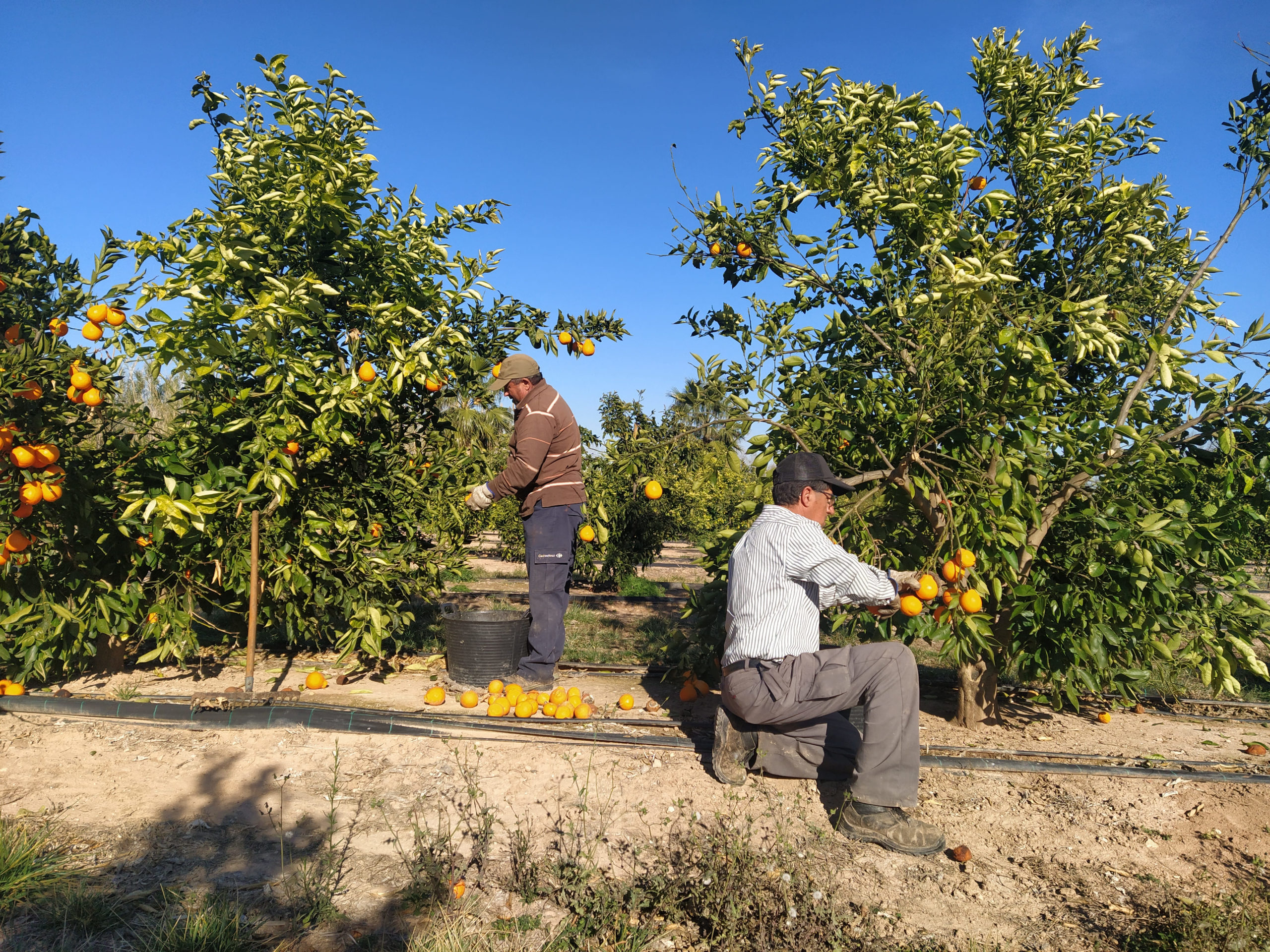 Els preus de la taronja baixen un 18% a l'agricultor, però pugen un 15% al consumidor