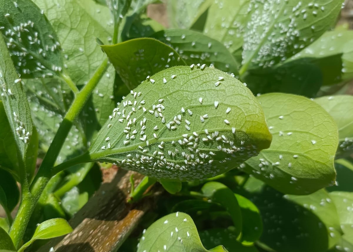 AVA-ASAJA urgix solucions davant la «invasió» de la mosca blanca en els cítrics i caquis