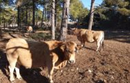 La sequera ja provoca greus problemes en l'agricultura i ramaderia valenciana