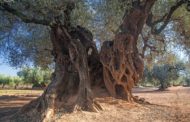 Oleum, Jornades de l’Oli d’Oliva i la Cultura Gastro de Canet lo Roig comptarà amb més de 35 expositors