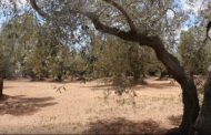 Agricultura publica les ajudes per a l'erradicació i control de la Xylella fastidiosa