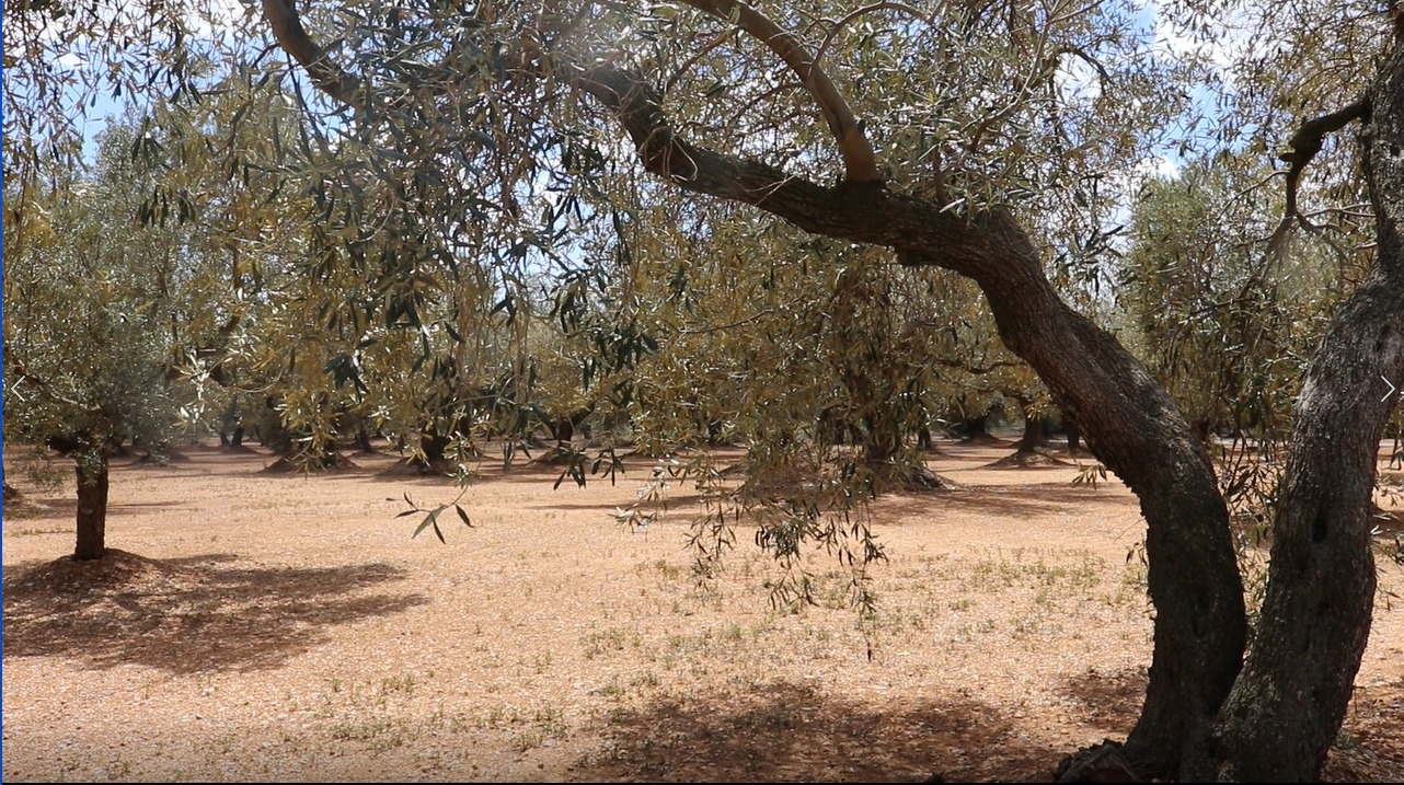 Agricultura publica les ajudes per a l'erradicació i control de la Xylella fastidiosa
