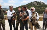 Medi Ambient participa en la solta de tres cries de crebalòs en la Tinença de Benifassà