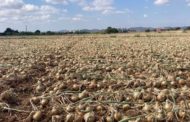Barrachina: «El compromís amb els nostres agricultors i ramaders i la seua defensa és ferma»