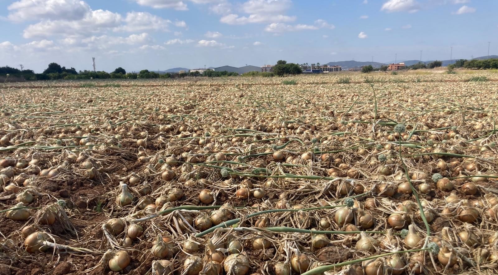 Barrachina: «El compromís amb els nostres agricultors i ramaders i la seua defensa és ferma»