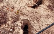 Agricultura no preveu compensar els danys per fauna cinegètica tal com havia anunciat