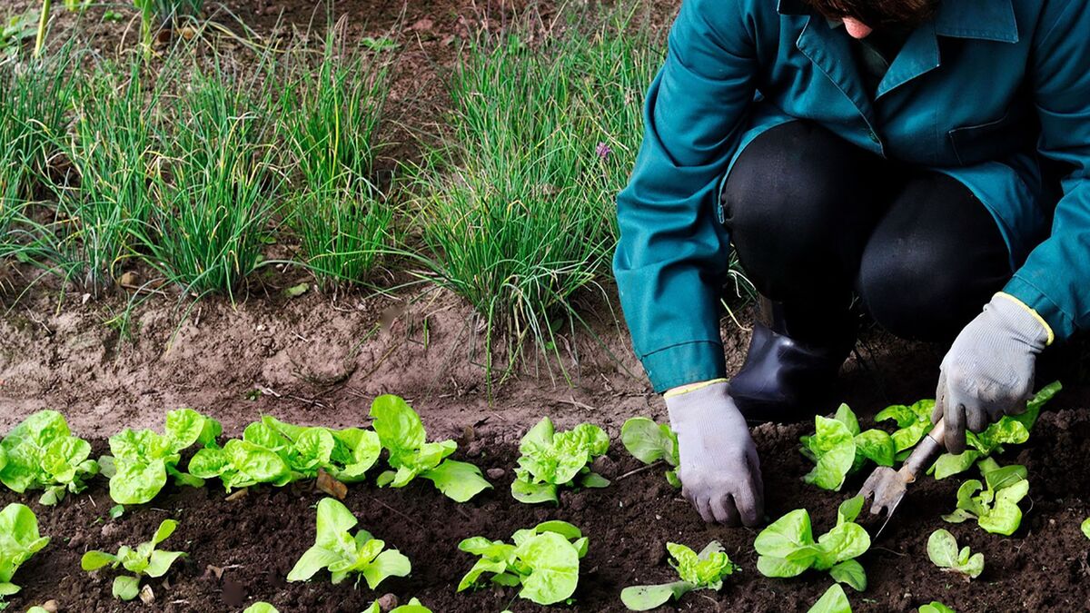 Agricultura incrementa un 25,3% les ajudes per a la certificació de la producció ecològica