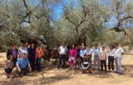 L'olivera de Sinfo de Traiguera ja compta amb el Premi a la Millor Olivera Monumental del Mediterrani