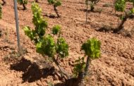 AVA-ASAJA demana celeritat a la Conselleria d'Agricultura en pagar només el 47% de les ajudes