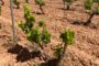 Agricultura inicia la modificació de la norma per a donar major seguretat a les basses de reg