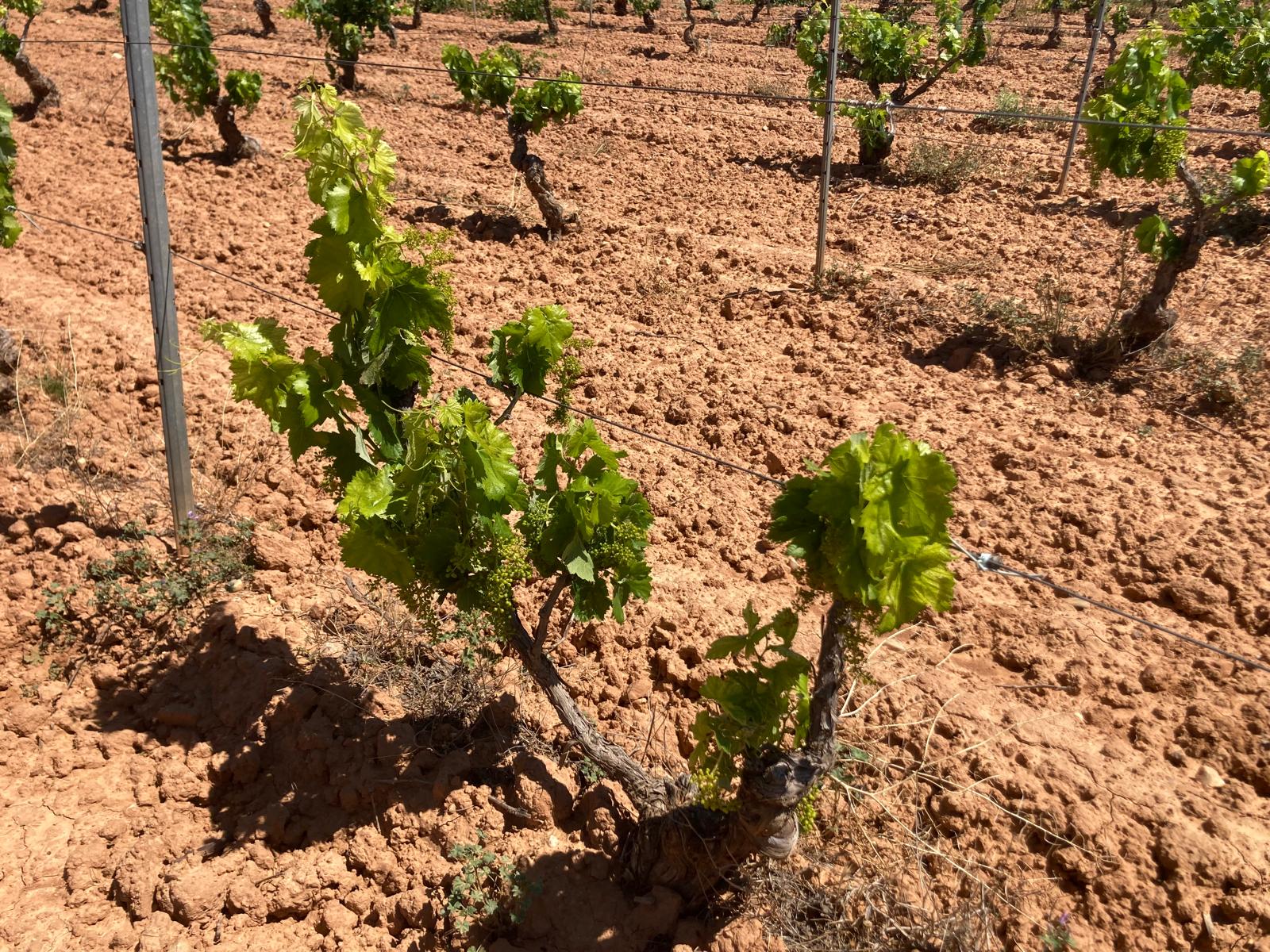 AVA-ASAJA demana celeritat a la Conselleria d'Agricultura en pagar només el 47% de les ajudes