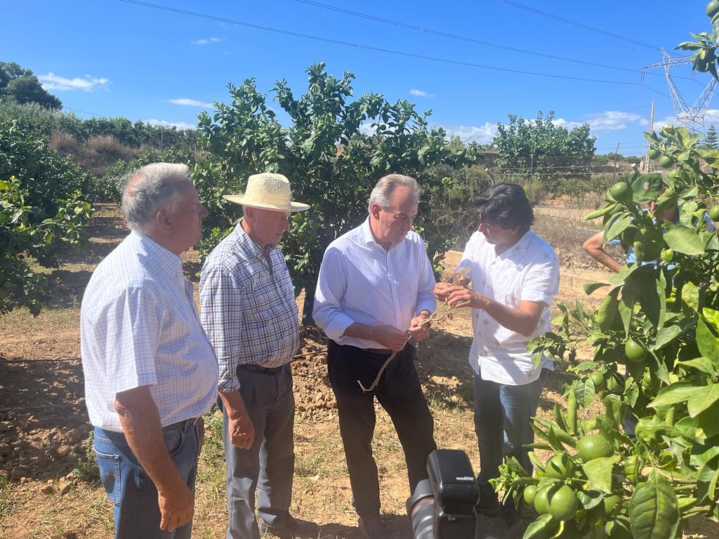 AVA-ASAJA presentarà al·legacions perquè la Conselleria compense els danys de la fauna