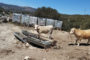 Alcalà-Alcossebre afavorix la integració del col·lectiu migrant a través de l'Oficina Municipal PANGEA