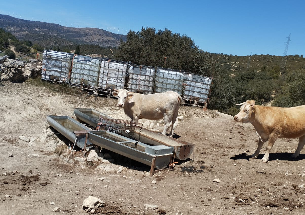 AVA-ASAJA urgix ajudes per a detindre el sacrifici de vaques als Ports per la sequera