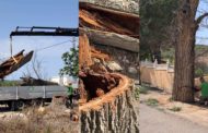 L’Ajuntament de Càlig revisa la salut dels arbres del municipi