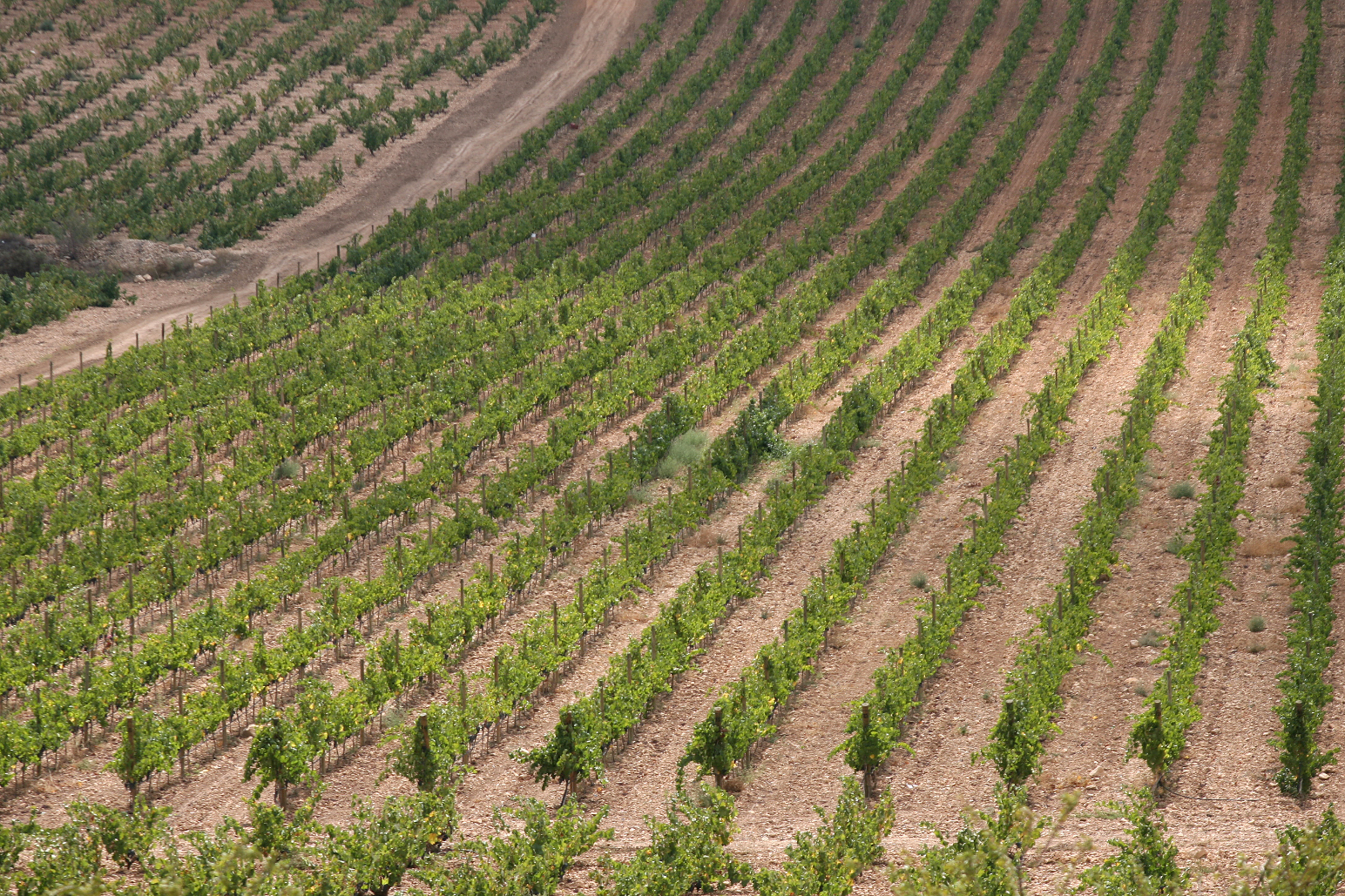 Agricultura rep més de mil sol·licituds per a les ajudes a la collita en verd de raïm per a vinificació