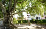 La Comunitat Valenciana és la primera autonomia amb més arbres monumentals protegits d'Espanya