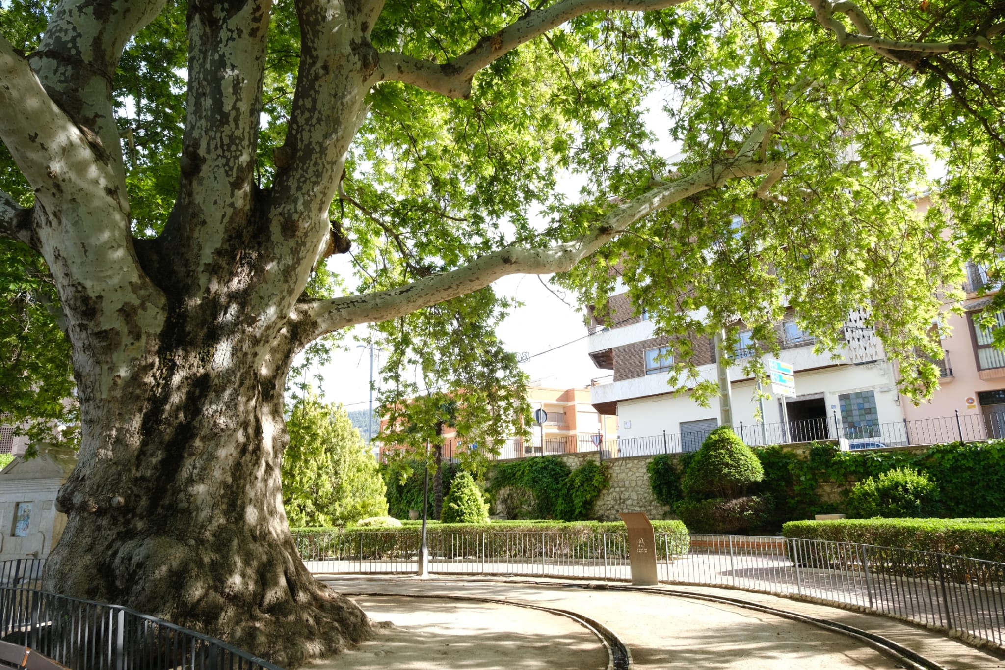 La Comunitat Valenciana és la primera autonomia amb més arbres monumentals protegits d'Espanya