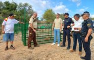 Benicarló activa quatre gàbies per a controlar la superpoblació de javalins