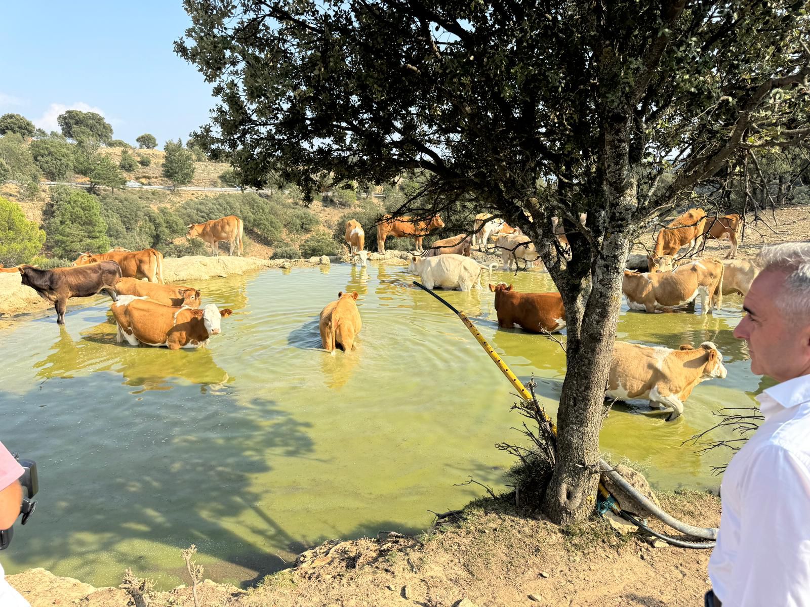 Agricultura subministra 4ML d'aigua a 90 explotacions per a garantir la supervivència de caps de bestiar