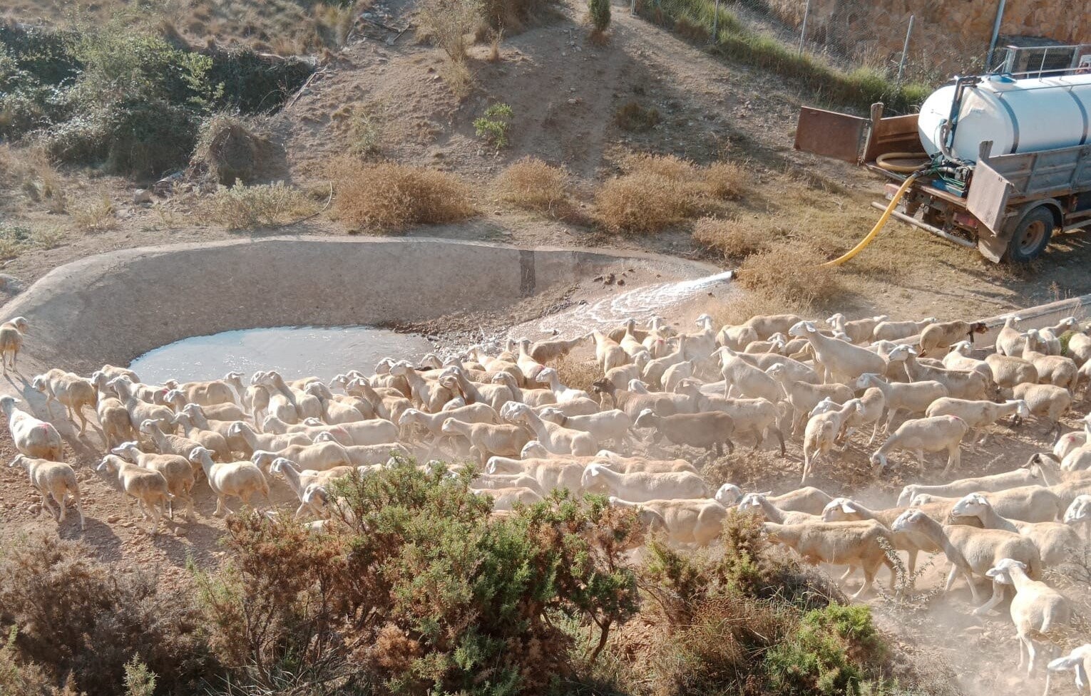 Agricultura subministra en un mes 7ML d'aigua a 41 pobles per a garantir la supervivència del bestiar