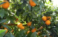 Agricultura inicia els tractaments terrestres contra la mosca de la fruita en zones citrícoles i de caqui