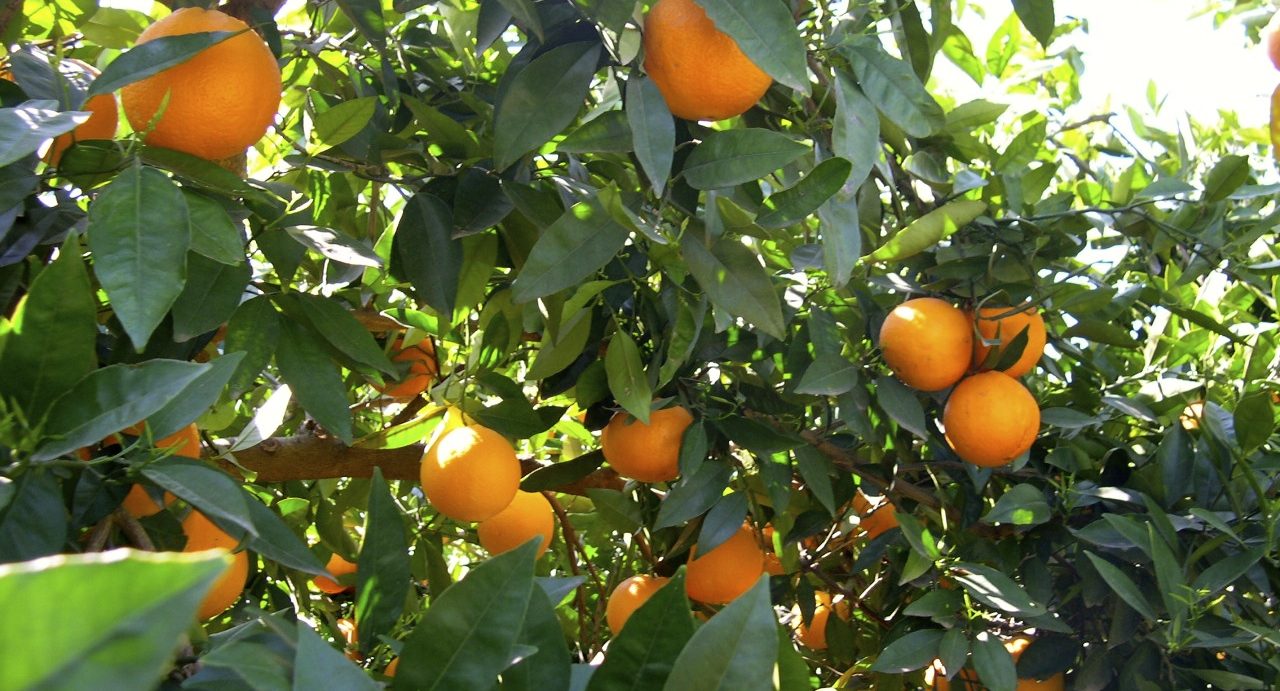 Agricultura inicia els tractaments terrestres contra la mosca de la fruita en zones citrícoles i de caqui