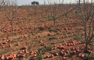 El veto rus complix deu anys causant 400M de pèrdues a l'agricultura valenciana