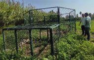 L'Ajuntament de Peníscola instal·la la primera de dos gàbies per al control de la fauna cinegètica