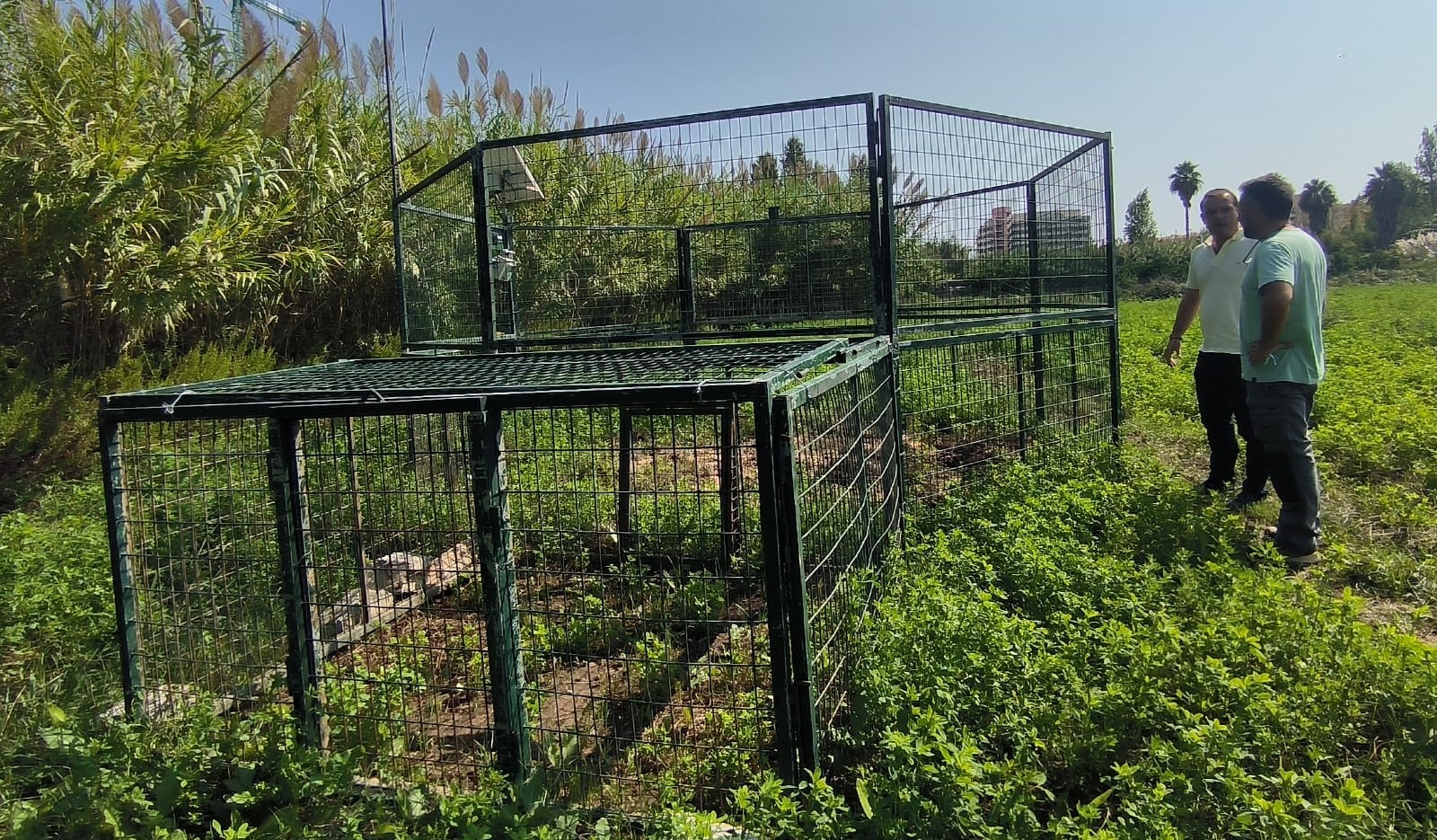 L'Ajuntament de Peníscola instal·la la primera de dos gàbies per al control de la fauna cinegètica