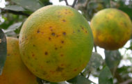 Intercitrus exigix mesures davant les 26 deteccions de plagues i malalties en les importacions d'agost