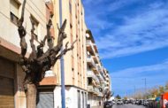 Obres i Serveis poda els arbres de l’avinguda de Leopoldo Querol de Vinaròs