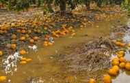 Agricultura flexibilitza la PAC per a agricultors i ramaders afectats per climatologia adversa