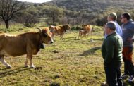 La Diputació aposta per estendre el pasturatge per a reforçar la ramaderia i la prevenció d'incendis