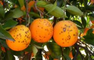 Agricultura actualitza la situació de la plaga «Scirtothrips aurantii» i adopta mesures urgents