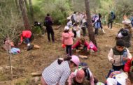 El CEIP Alberto Selma celebra el Dia de l'Arbre plantant carrasques al Parc de la Serra d'Irta