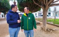 Benicarló prepara més de 1.500 quilos de carxofes per a la Torrada Popular