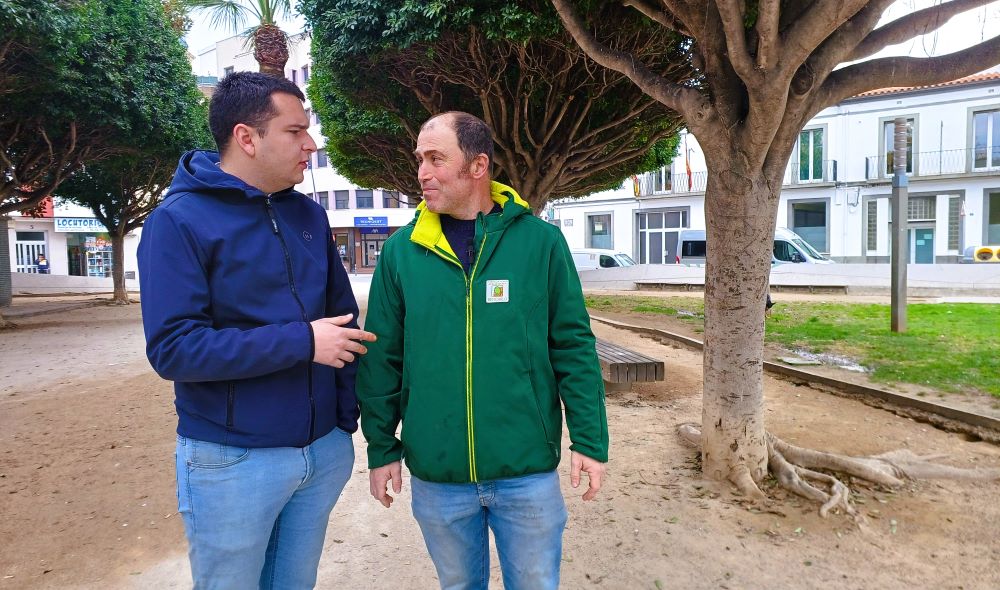 Benicarló prepara més de 1.500 quilos de carxofes per a la Torrada Popular