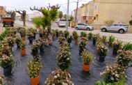 Sant Rafael del Riu prepara una primavera plena de colors amb la plantació de més de 300 plantes
