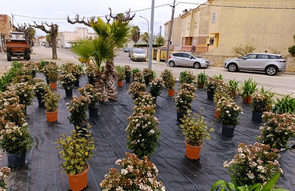 Sant Rafael del Riu prepara una primavera plena de colors amb la plantació de més de 300 plantes