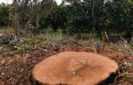 Apnal-Ecologistes en Acció de Vinaròs denúncia la tala de la segona carrasca més gran del terme municipal