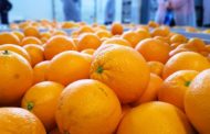 El 65% de les alertes en cítrics importats amb matèries no autoritzades procedix d'Egipte i Turquia