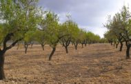 El Govern deixa fora de l'ajuda associada de fruita seca a les comarques més productores