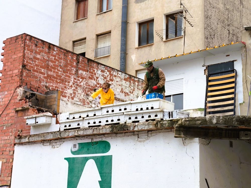 Apnal-Ecologistes en Acció realitza operacions de manteniment i control en les colònies de falcies