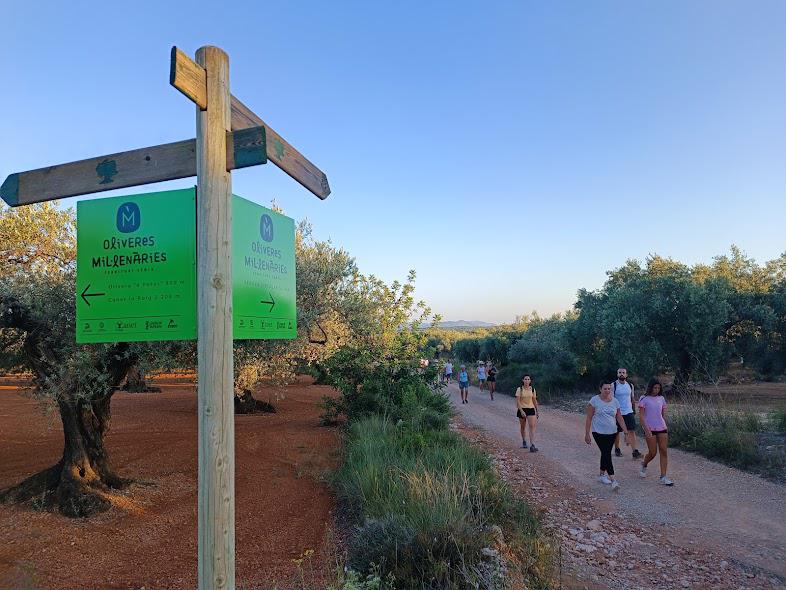 Canet lo Roig oferix la possibilitat de conèixer de prop les oliveres mil·lenàries del terme municipal