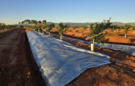 L'IVIA inicia un estudi de camp per a avaluar l'efecte de plàstics reflectors en el control de trips en cítrics
