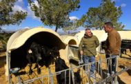 Agricultura reduirà el 50% de la càrrega burocràtica als ramaders